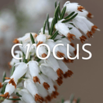 Crocus